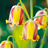 Fritillaria Bulbs - Acmopetala