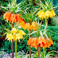 Fritillaria Bulbs - Composers Collection