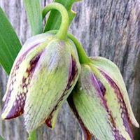 Fritillaria Bulbs - Hermonis
