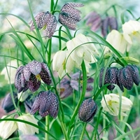 Fritillaria Bulbs - Meleagris