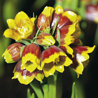 Fritillaria Bulbs - Michailovskyi