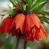 Fritillaria Imperalis Red