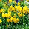 Fritillaria Imperialis Bulb - Maxima Lutea