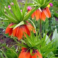 Fritillaria imperialis (Crown Imperial) Bulbs - Rubra Maxima