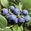 Fruit Blueberry Bluecrop