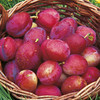 Fruit Tree - Lucky Dip x 1