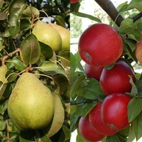 Fruit Tree Collection
