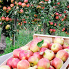 Fruit Trees x 2 - Lucky Dip