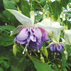 Fuchsia Giant Double Flowered Plants - DEEP PURPLE