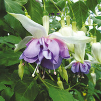 Fuchsia Giant Double Flowered Plants - DEEP PURPLE