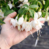 Fuchsia Giant Double-flowered Trailing Plants - Collection