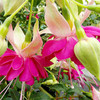 Fuchsia Giant Double-flowered Trailing Plants - Miss Lily