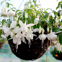 Fuchsia Giant Double-flowered Trailing Plants - Royal Diamond