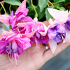 Fuchsia Giant Double-flowered Trailing Plants - Snowy River