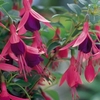 Fuchsia Hardy Plant - Tom Thumb