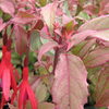 Fuchsia Magellanica Plant - Versicolor