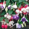 Fuchsia Mix Plants - Our Selection