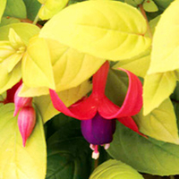 Fuchsia Plant - Brian