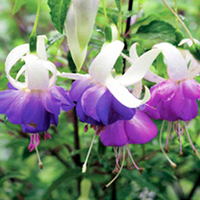 Fuchsia Plant - Delta