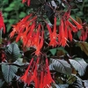 Fuchsia Plant - Garden Master