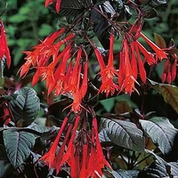 Fuchsia Plant - Garden Master