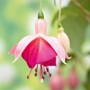 Fuchsia Plant - Garden News