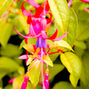 Fuchsia Plant - Genii