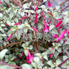 Fuchsia Plant - Silver Lining