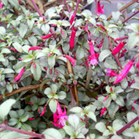 Fuchsia Plant - Silver Lining
