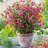 Fuchsia Plant - Tom Thumb
