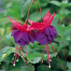 Fuchsia Plants - Dark Eyes