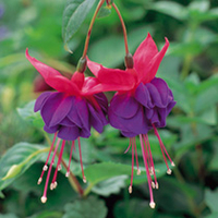 Fuchsia Plants - Dark Eyes