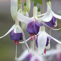 Fuchsia Plants - Delta