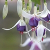 Fuchsia Plants - Delta