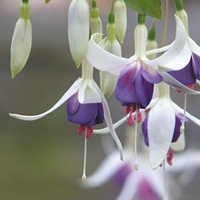 Fuchsia Plants - Delta