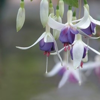 Fuchsia Plants - Delta