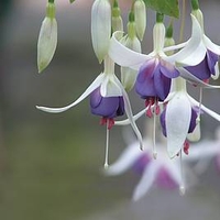 Fuchsia Plants - Delta