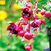 Fuchsia Plants - Dollar Princess