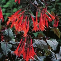 Fuchsia Plants - Garden Master