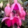 Fuchsia Plants - Garden News