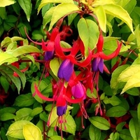 Fuchsia Plants - Genii