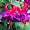 Fuchsia Plants - Giant Double-flowered Trailing