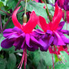 Fuchsia Plants - Giant Double-flowered Trailing