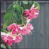 Fuchsia Plants - Giant Double-flowered Trailing Collection