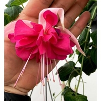 Fuchsia Plants - Giant-flowered Bella Rosella