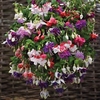 Fuchsia Plants - Giant Flowered Collection