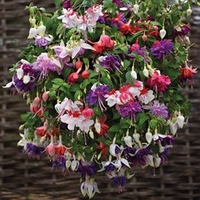 Fuchsia Plants - Giant Flowered Collection