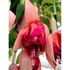 Fuchsia Plants - Giant-flowered Orange King