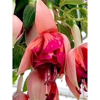 Fuchsia Plants - Giant-flowered Orange King