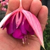 Fuchsia Plants - Giant-flowered Taffeta Bow